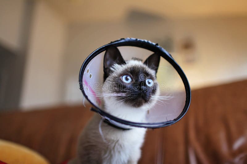 Siamese Cat Wearing Colar Cone Picture. Image 109919938