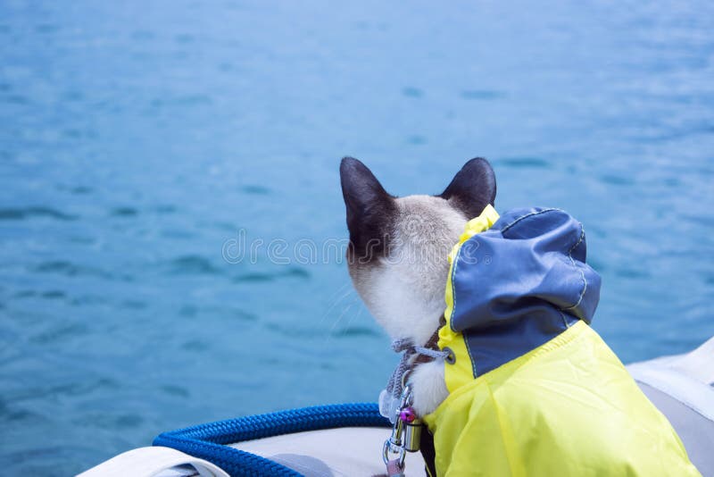 Siamese Cat Wearing Yellow Rain Coat Stock Photo - Image of vessel