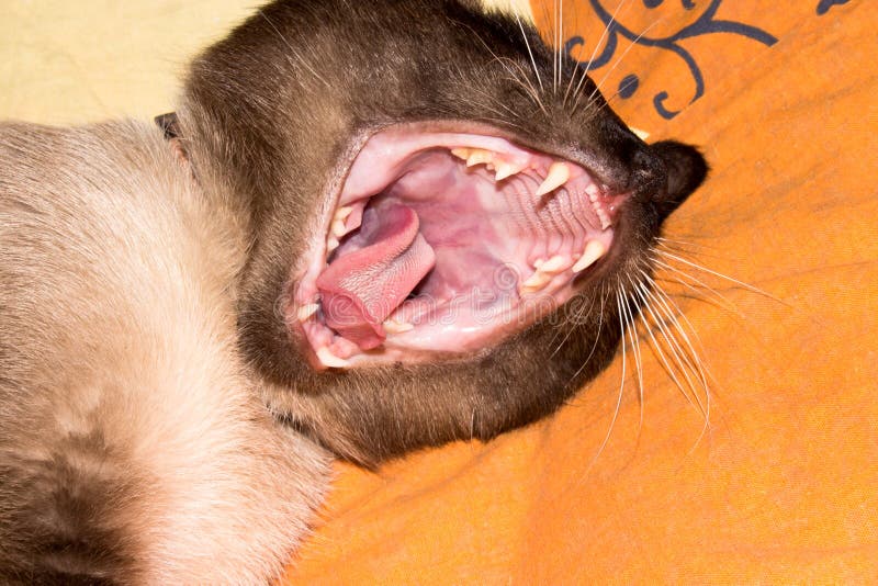 Siamese cat yawns.The Siamese cat showed its fangs.