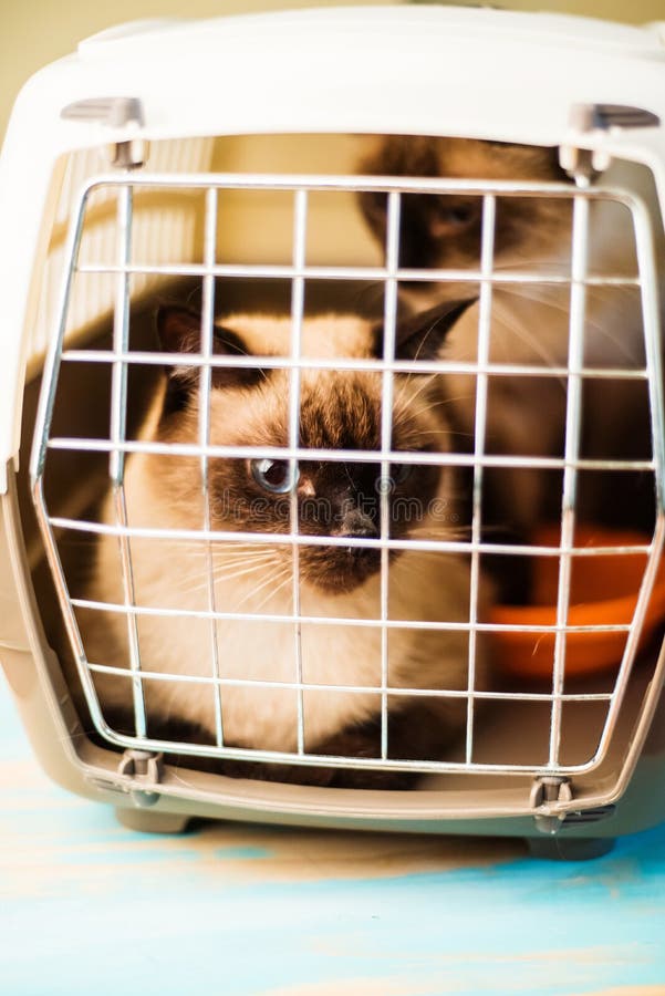 Siamese cats stock image. Image of color, sieblings, danger 37232131