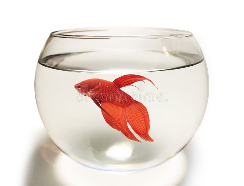 Goldfish in Fish Bowl, Against White Background Stock Photo