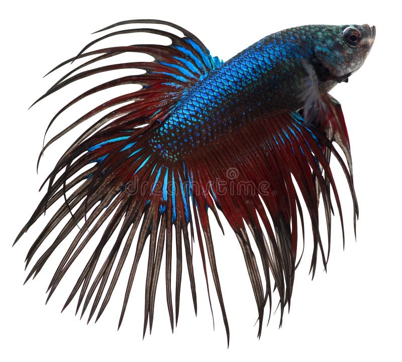 Betta fish scales stock photo. Image of splendens, fish 16460134