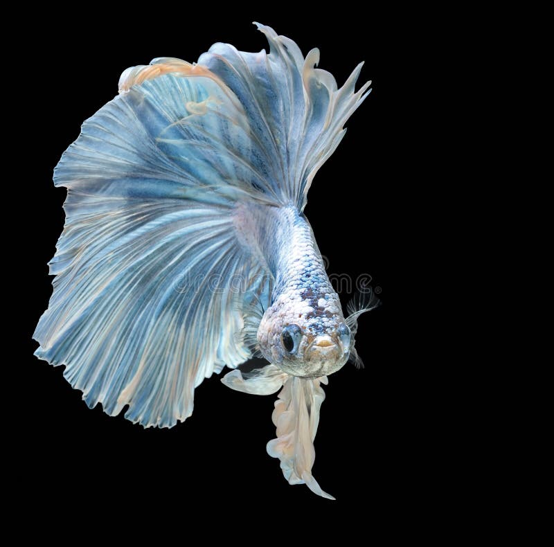 10,242 Blue Halfmoon Betta Royalty-Free Images, Stock Photos & Pictures