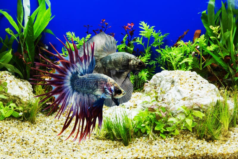 Siamese fighting fish stock photo. Image of excite, fight 73228502