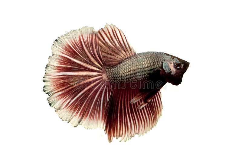 Siamese fighting fish