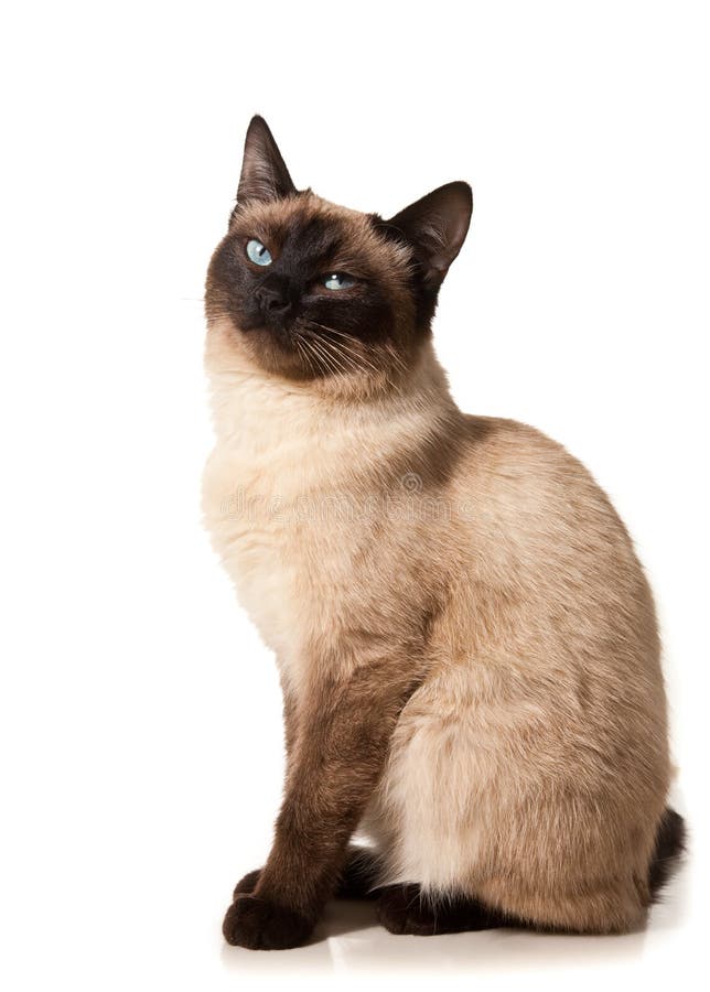 Siamese kat royalty-vrije stock afbeelding