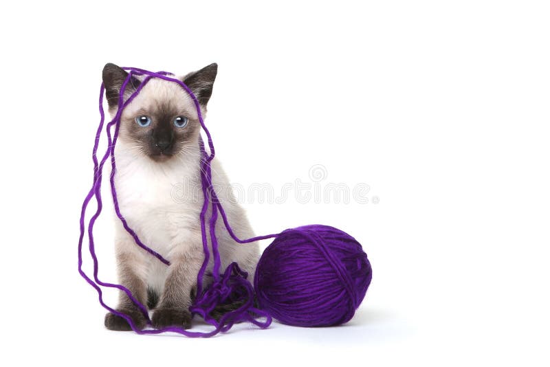 Siamese Katjes op Witte Achtergrond met Garen royalty-vrije stock fotografie Siamese Katjes op Witte Achtergrond met Garen royalty-vrije stock fotografie