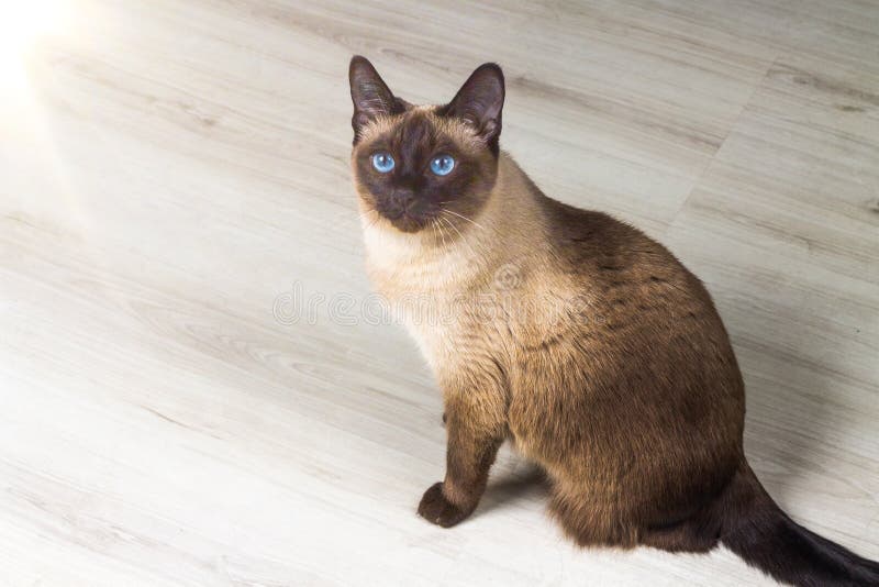 Siamese katt i huset royaltyfri bild Siamese katt i huset royaltyfri bild