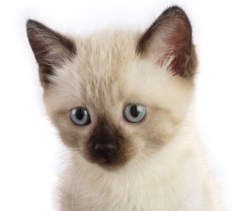 9 612 Siamese Kitten Photos Free Royalty Free Stock Photos From Dreamstime