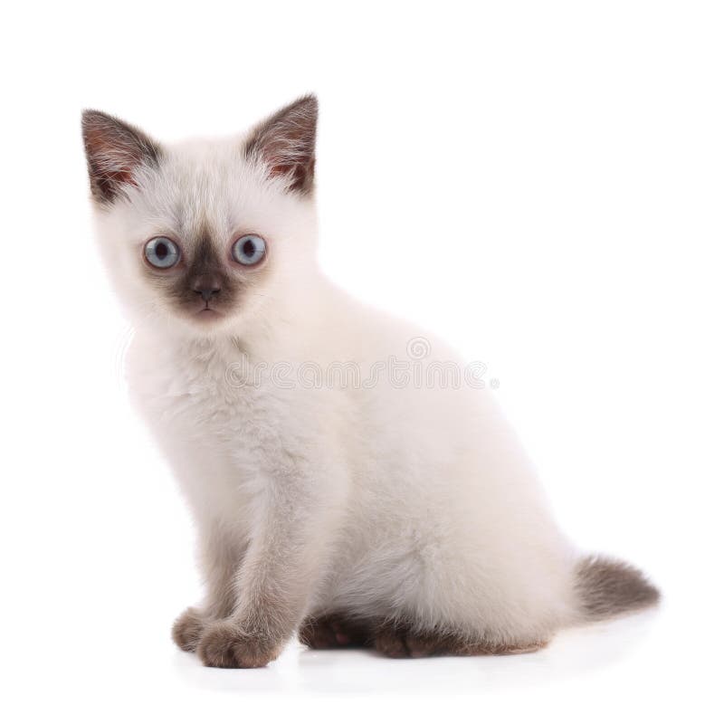 White Siamese Cat In Male Hands, Cat Face Looking At The Camera. Stock