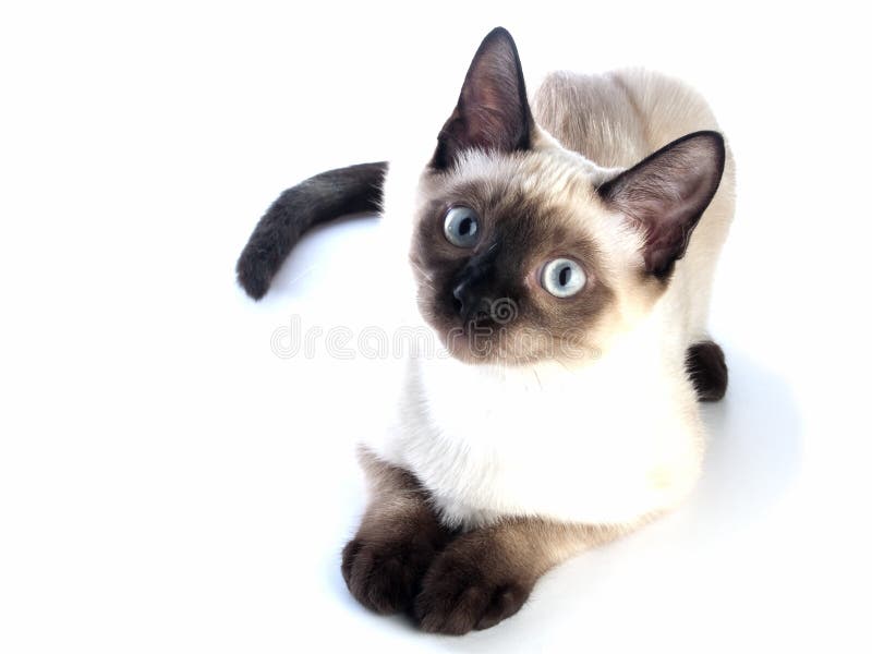 Siamese cat stock photo. Image of portrait, breed, stare - 9703032