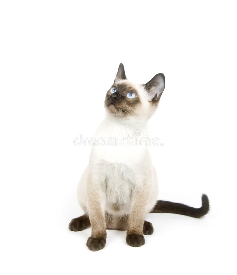 Silver Tabby Cat Sitting on a White Background Stock Image - Image of ...