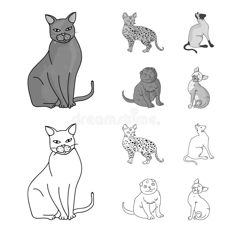 Vector thin line breed cats icons set. Cute outline animal illustrations  pet design, Stock Vector, Vector And Low Budget Royalty Free Image. Pic.  ESY-049130499