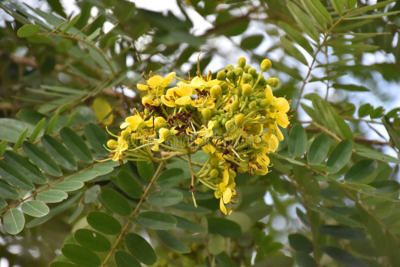 Siamese senna ή cassia λουλούνα. φύλλα και άνθη siamese senna ή cassia που είναι ιατρικό φυτό ή βότανο. έχει πικρή γεύση και υψηλές βιταμίνες α και c.