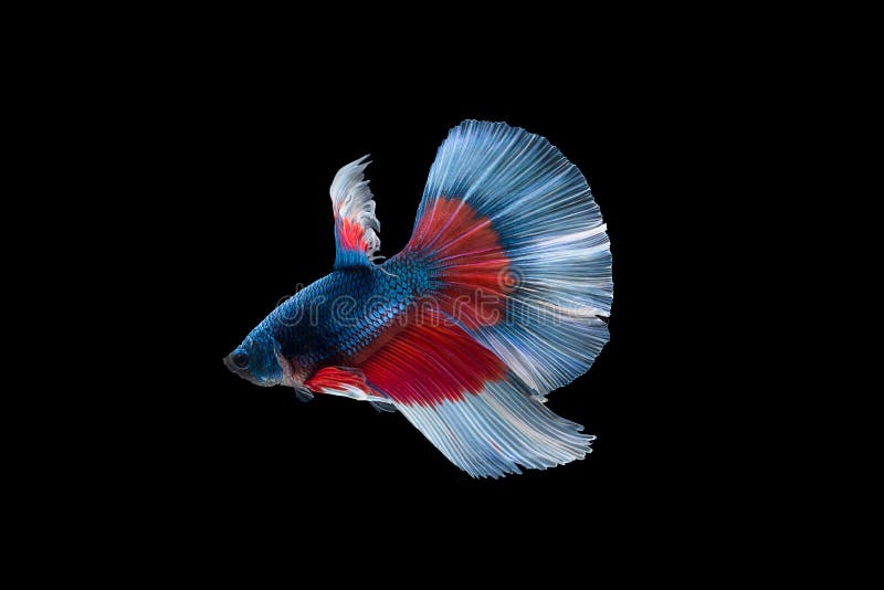 siamese slåss fisk arkivbild siamese slåss fisk arkivbild