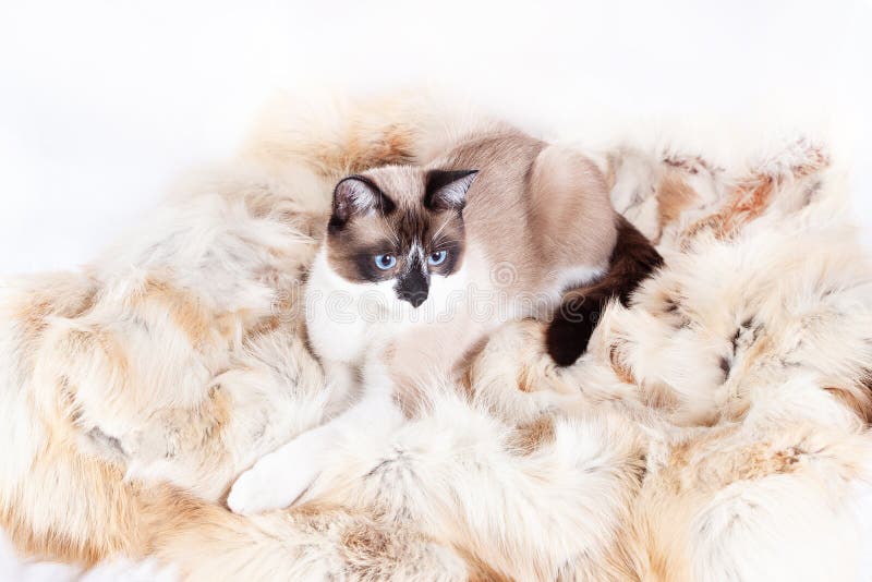 Siamese thai cat sitting on a fur rug for pets, isolated on the white background stock photography Siamese thai cat sitting on a fur rug for pets, isolated on the white background stock photography