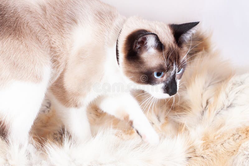 Siamese thai cat sitting on a fur rug for pets, isolated on the white background royalty free stock images Siamese thai cat sitting on a fur rug for pets, isolated on the white background royalty free stock images