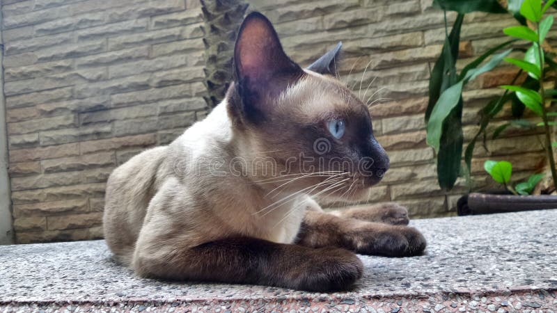 Siamesische Katze auf Gartenbank stockfoto Siamesische Katze auf Gartenbank stockfoto