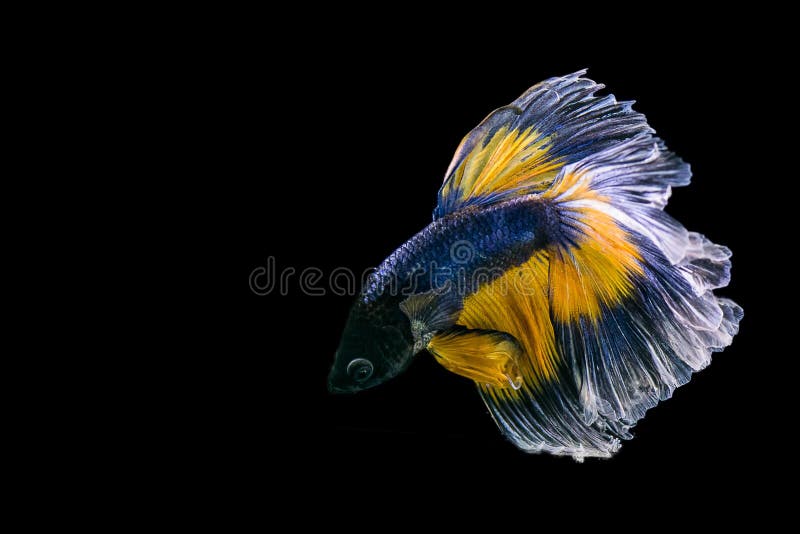 Siamesische kämpfende Fische stockbild Siamesische kämpfende Fische stockbild