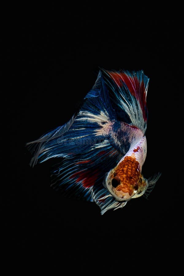 Siamesische kämpfende Fische stockfoto Siamesische kämpfende Fische stockfoto