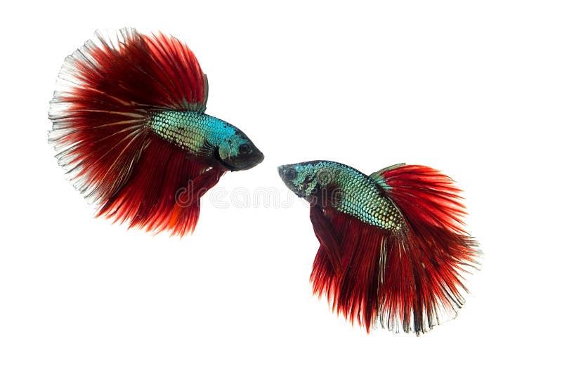 Siamesische kämpfende Fische lizenzfreies stockfoto Siamesische kämpfende Fische lizenzfreies stockfoto