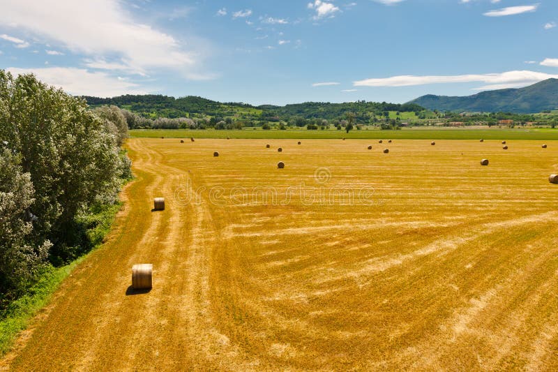 Landscape with Many Hay Bales. Landscape with Many Hay Bales