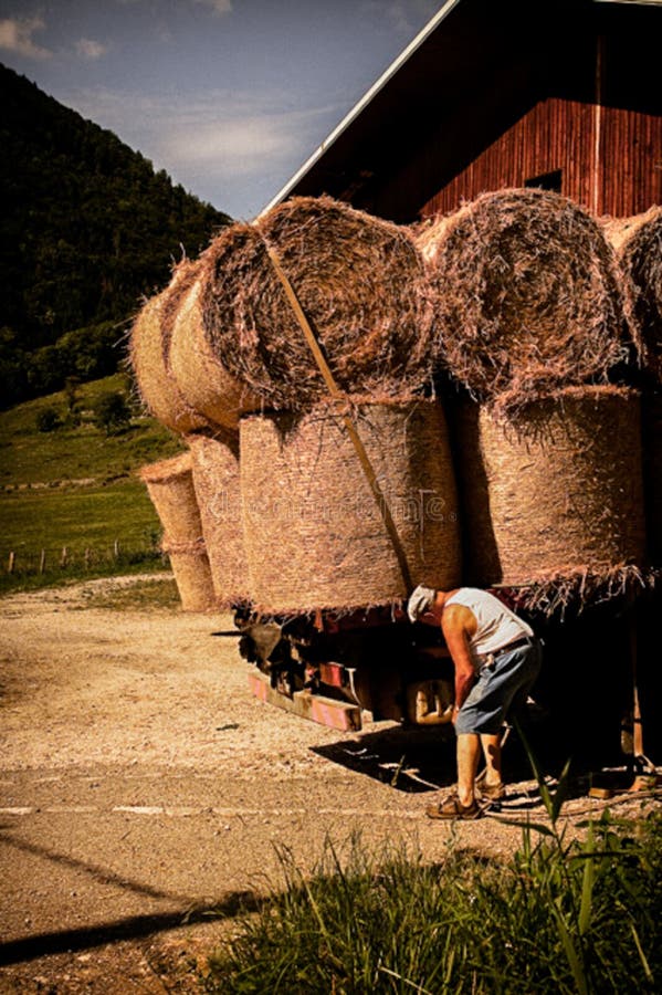 Menthon Saint Bernard, France - August 02, 2008: Old man is prepairing a vehicule before transporting the hay. Menthon Saint Bernard, France - August 02, 2008: Old man is prepairing a vehicule before transporting the hay