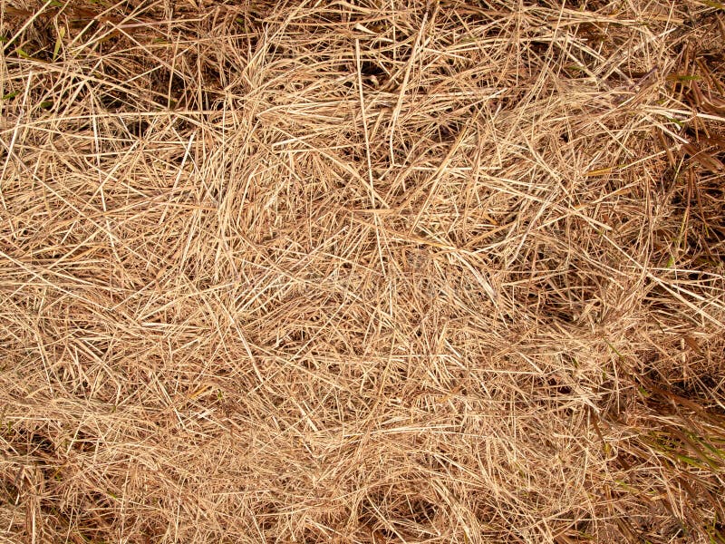 Hay dry texture with close up image use for background image. Hay dry texture with close up image use for background image