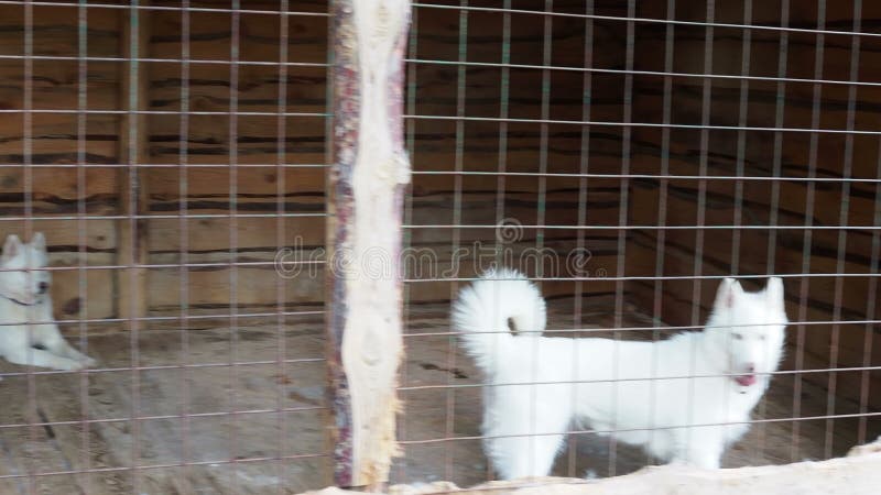Siberiaanse husky kennel : honden zitten achter ijzerbars in kooien
