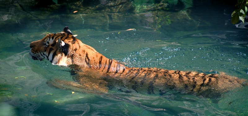 Siberian Tiger Swimming