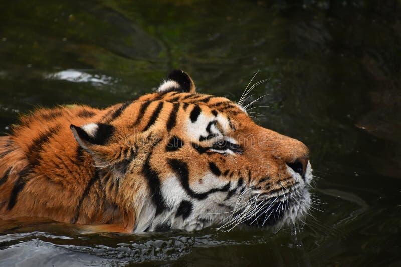168 Portrait Swimming Siberian Tiger Stock Photos - Free & Royalty-Free ...