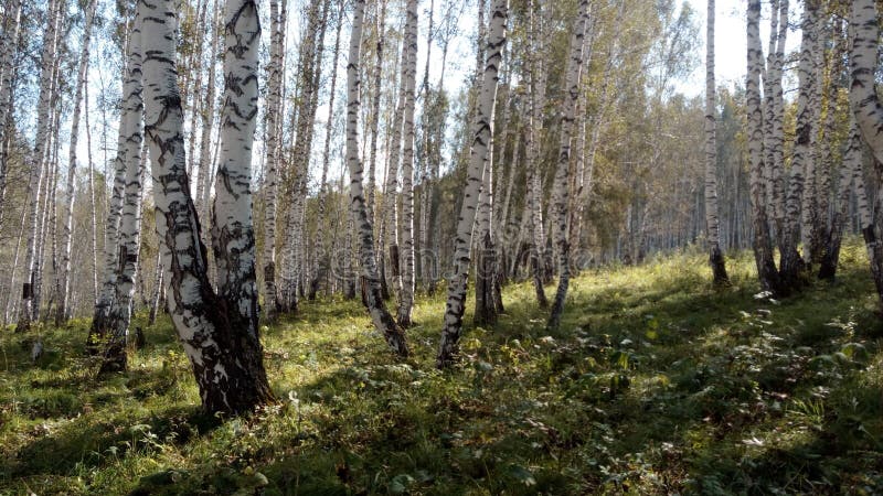 Siberian Birch Forest In The Rays Of Golden Autumn Stock Image Image