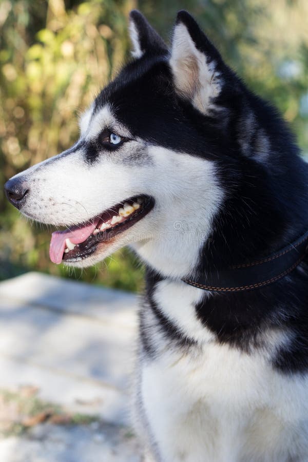 Siberian Black And White Husky Dog With Blue Eyes Stock