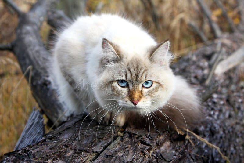 Siberian Cat In A Autumn Forest Royalty Free Stock Photo Image 34630815