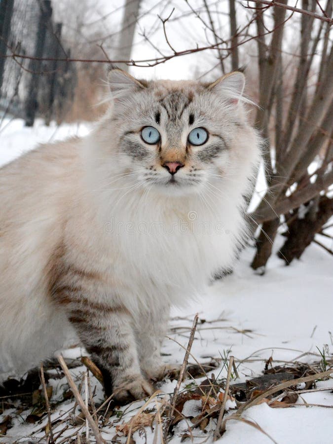 Siberian cat stock photo. Image of snow, siberian, blue ...