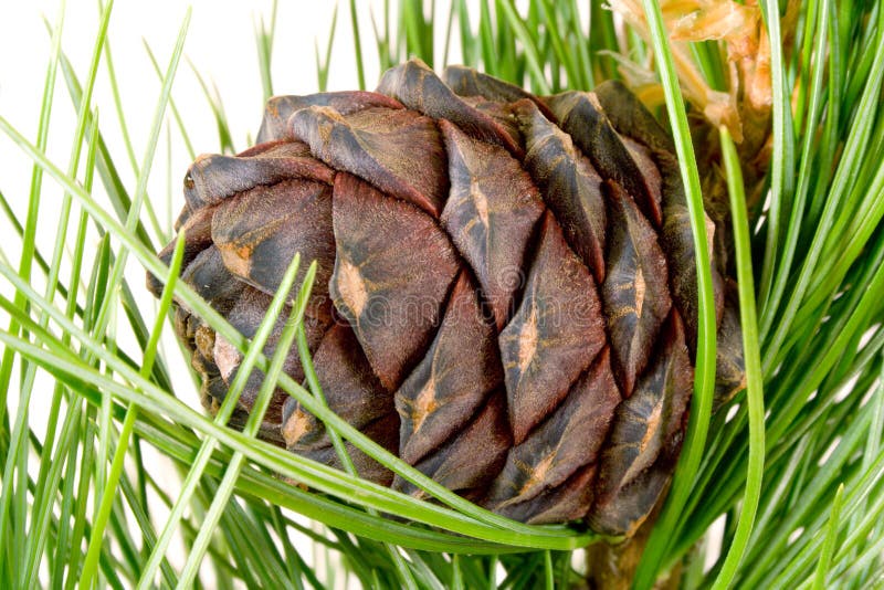 Siberian cedar branch and cone