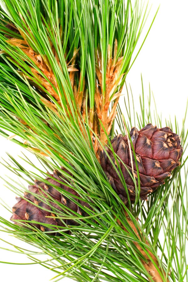 Siberian cedar with cone