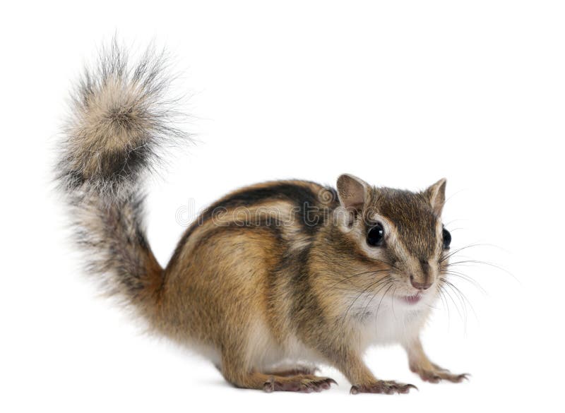 Funny Chipmunk Playing Snooker Stock Image - Image of hobby, stick