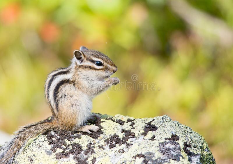 Siberian chipmunk (Tamias sibiricus)