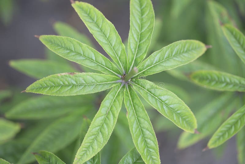 Green leaves of siberian culver's root - Red Arrows