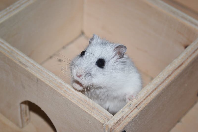hamster maze pattern hamster maze pattern