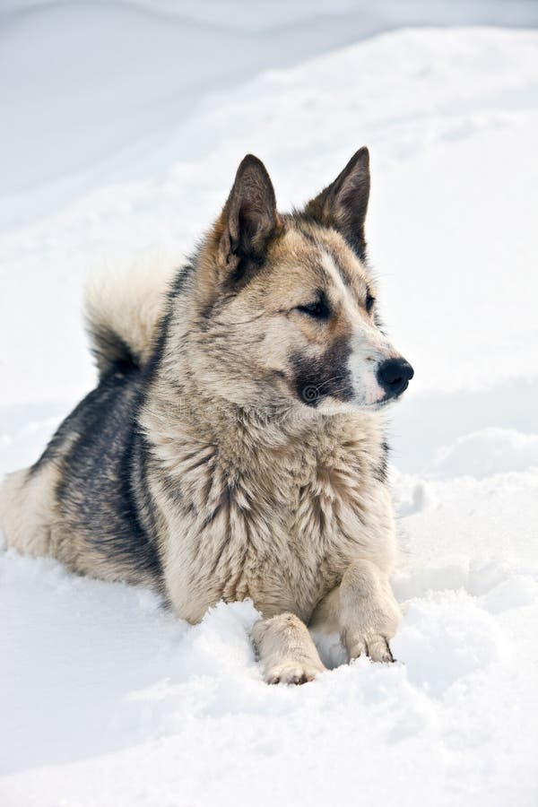 Siberian Hunting Dog (Laika, Husky) Lies on the Snow Stock Image ...