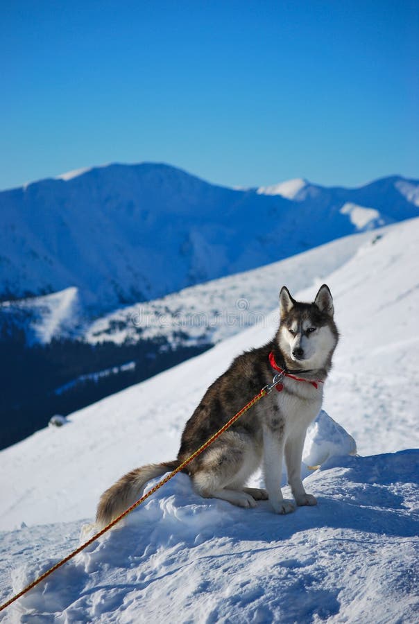 Sibiřský husky