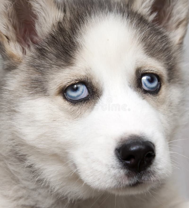 Siberian husky