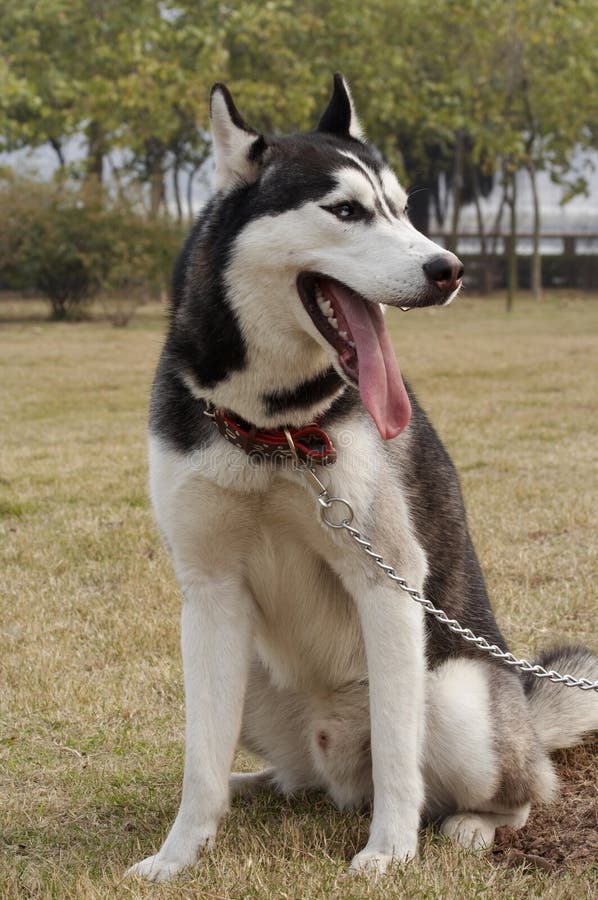 Chinese husky hotsell