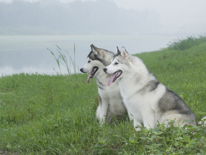 Siberian husky