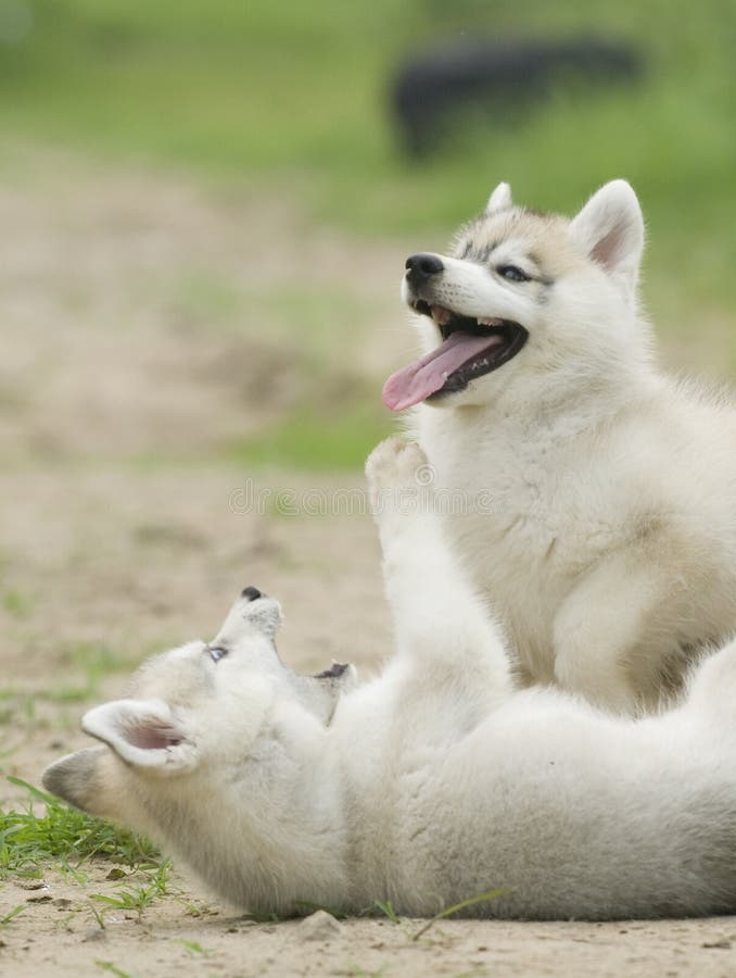 Siberian husky