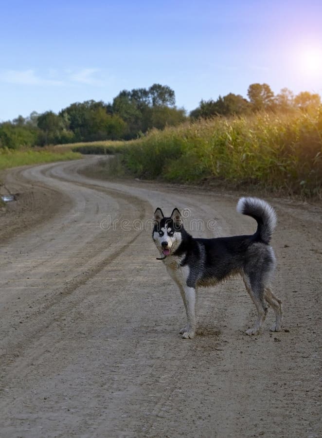 Siberian husky royalty free stock photo