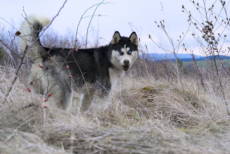 Siberian husky stock images