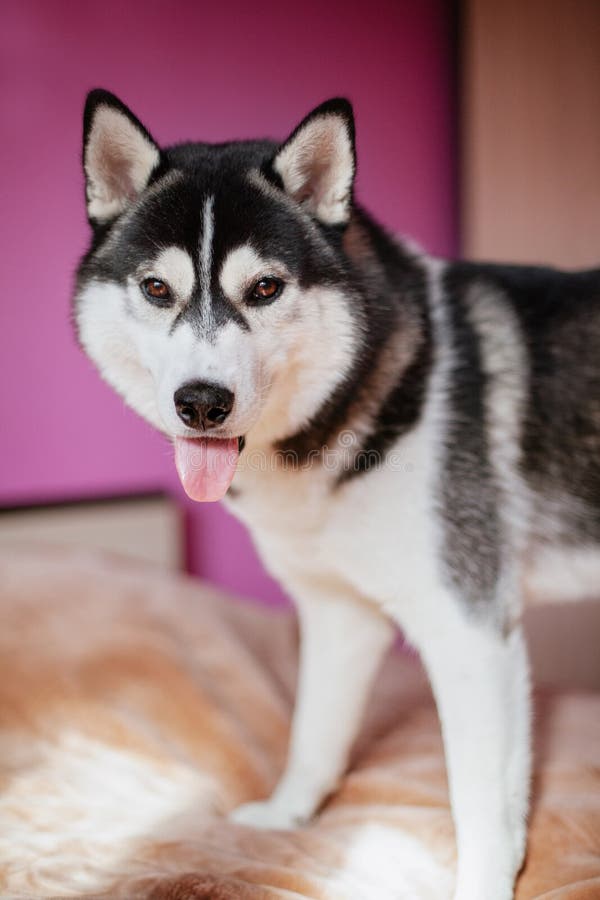 Siberian Husky on bed stock photo. Image of animal, siberian 132542458